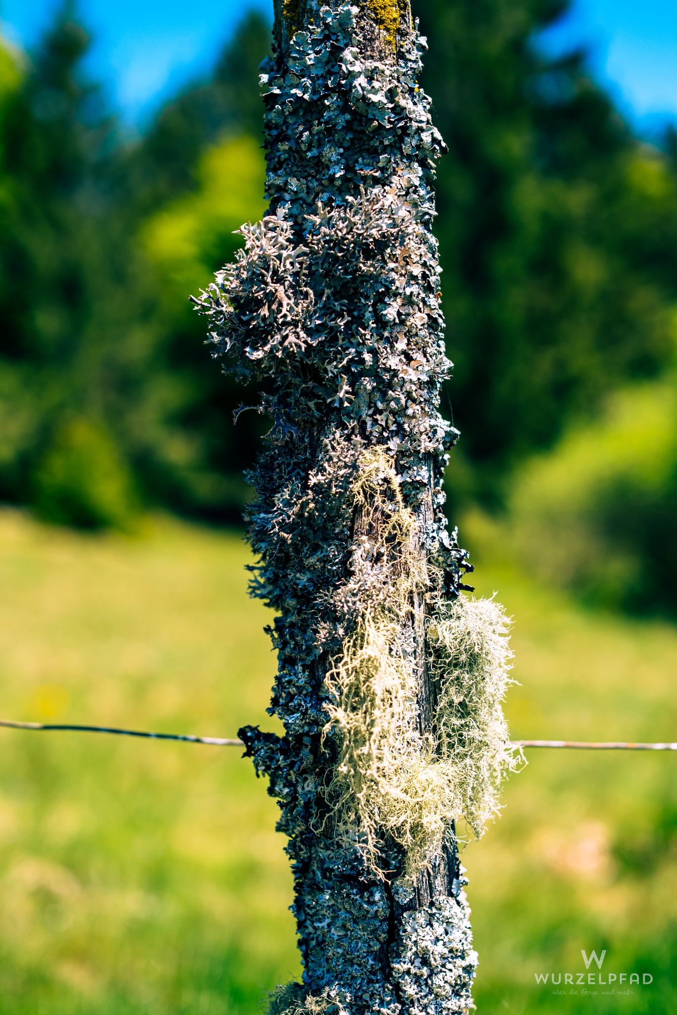 Die gute Schwarzwaldluft macht viele Flechten